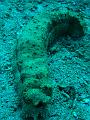 Unter Wasser (57)